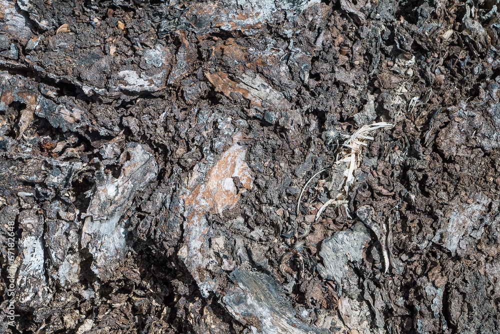 Texture and color of old log Texture and color of old log