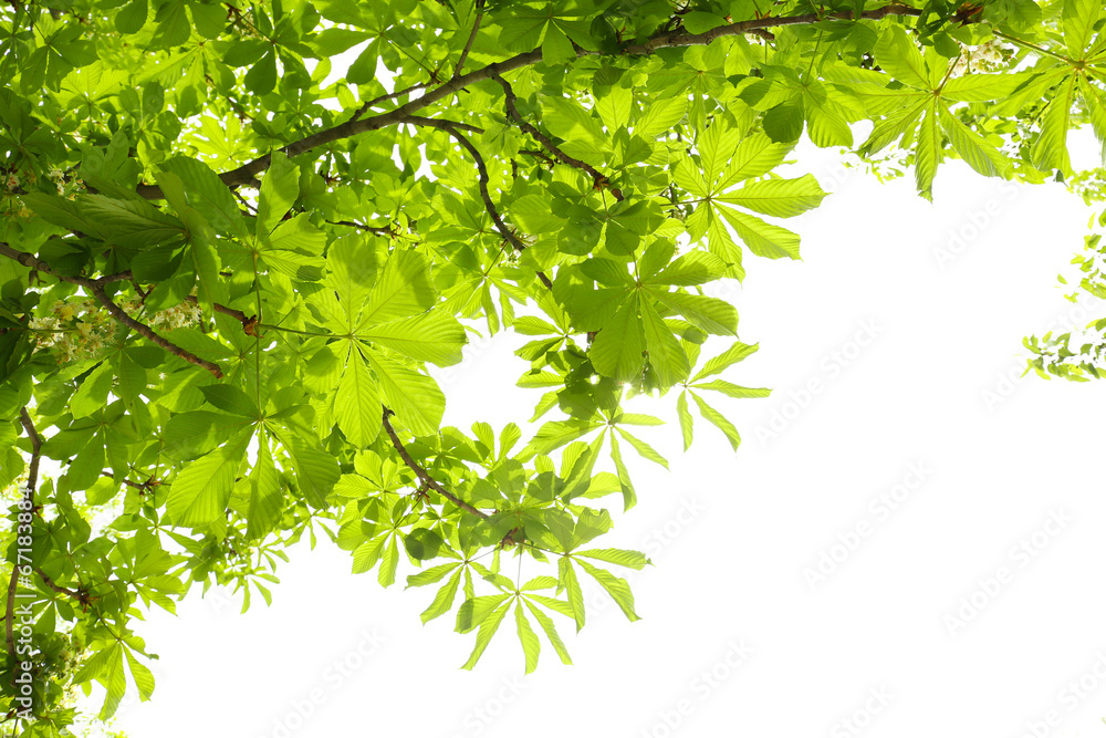 Beautiful green leaves on tree in spring, outdoors Beautiful green leaves on tree in spring, outdoors