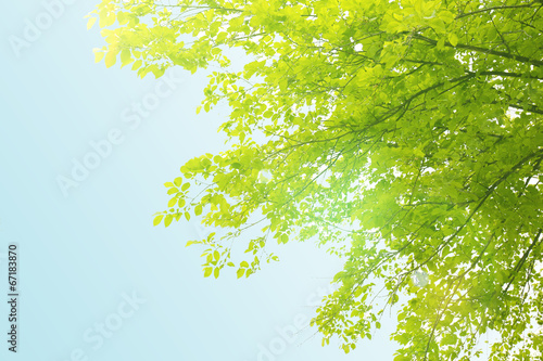 Beautiful spring leaves on tree, outdoors