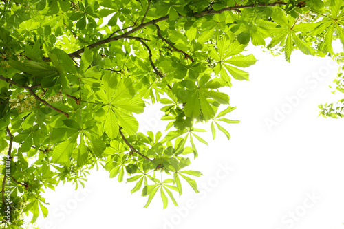 Beautiful green leaves on tree in spring, outdoors
