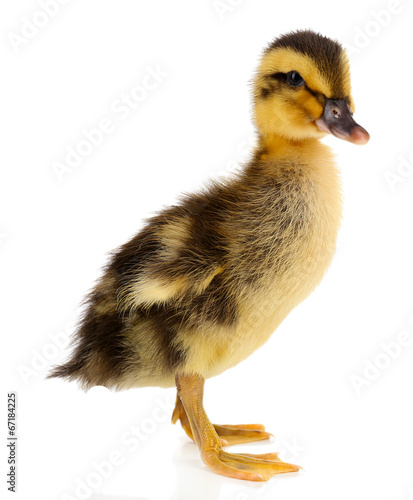 Little cute duckling isolated on white