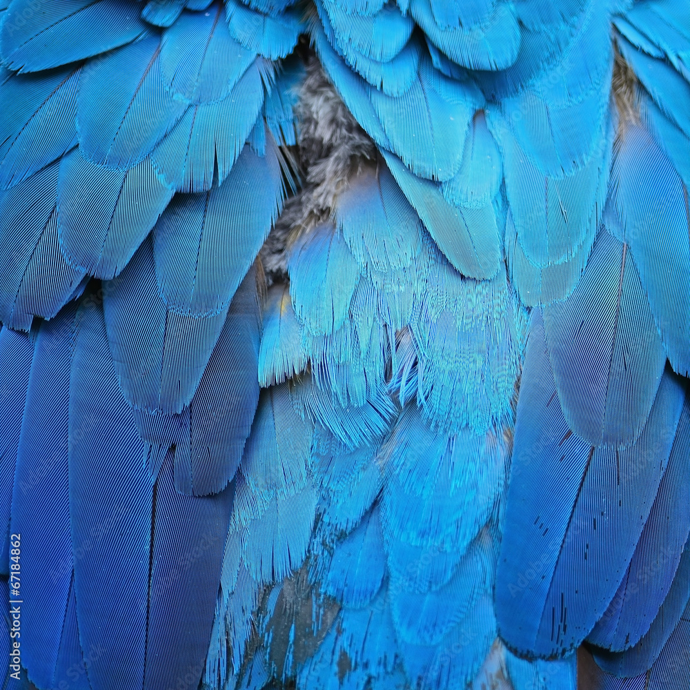 Obraz premium Blue and Gold Macaw feathers
