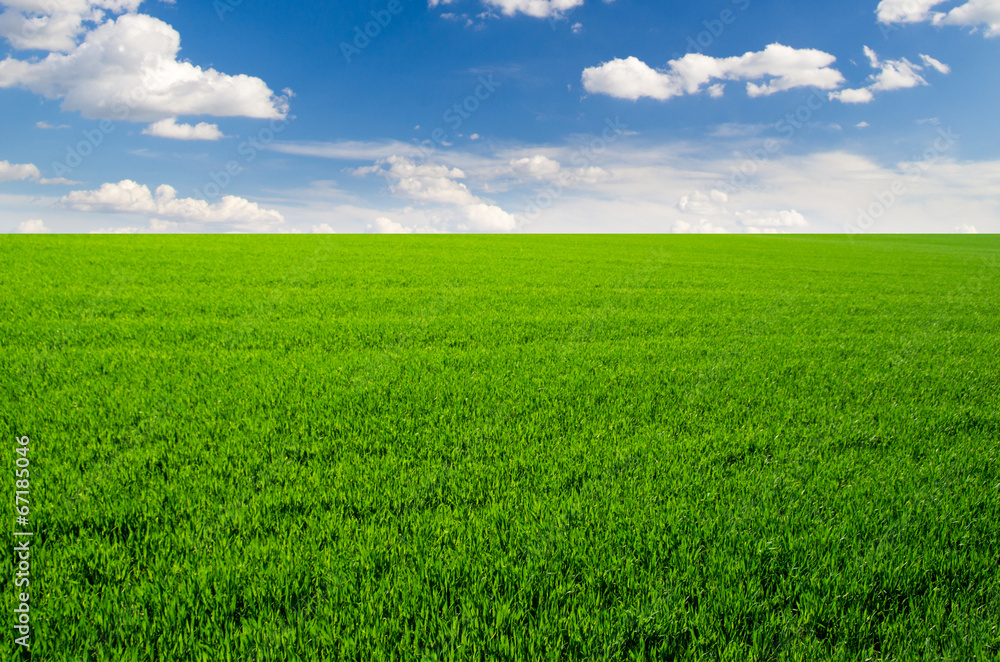 Obraz premium green grass field and bright blue sky