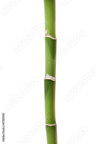 Fototapeta Naklejka Na Ścianę i Meble -  Bamboo isolated on white