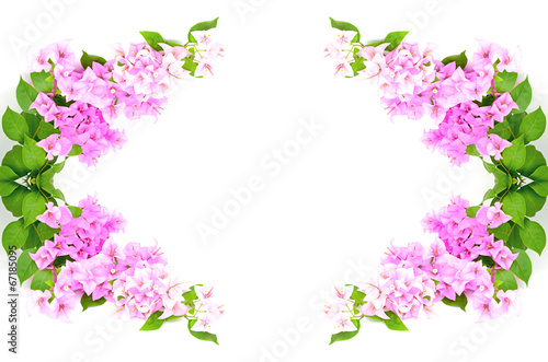bougainvillea