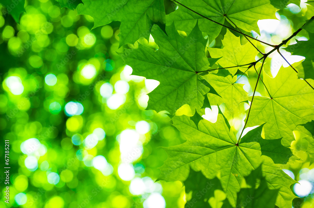 fresh and green leaves fresh and green leaves