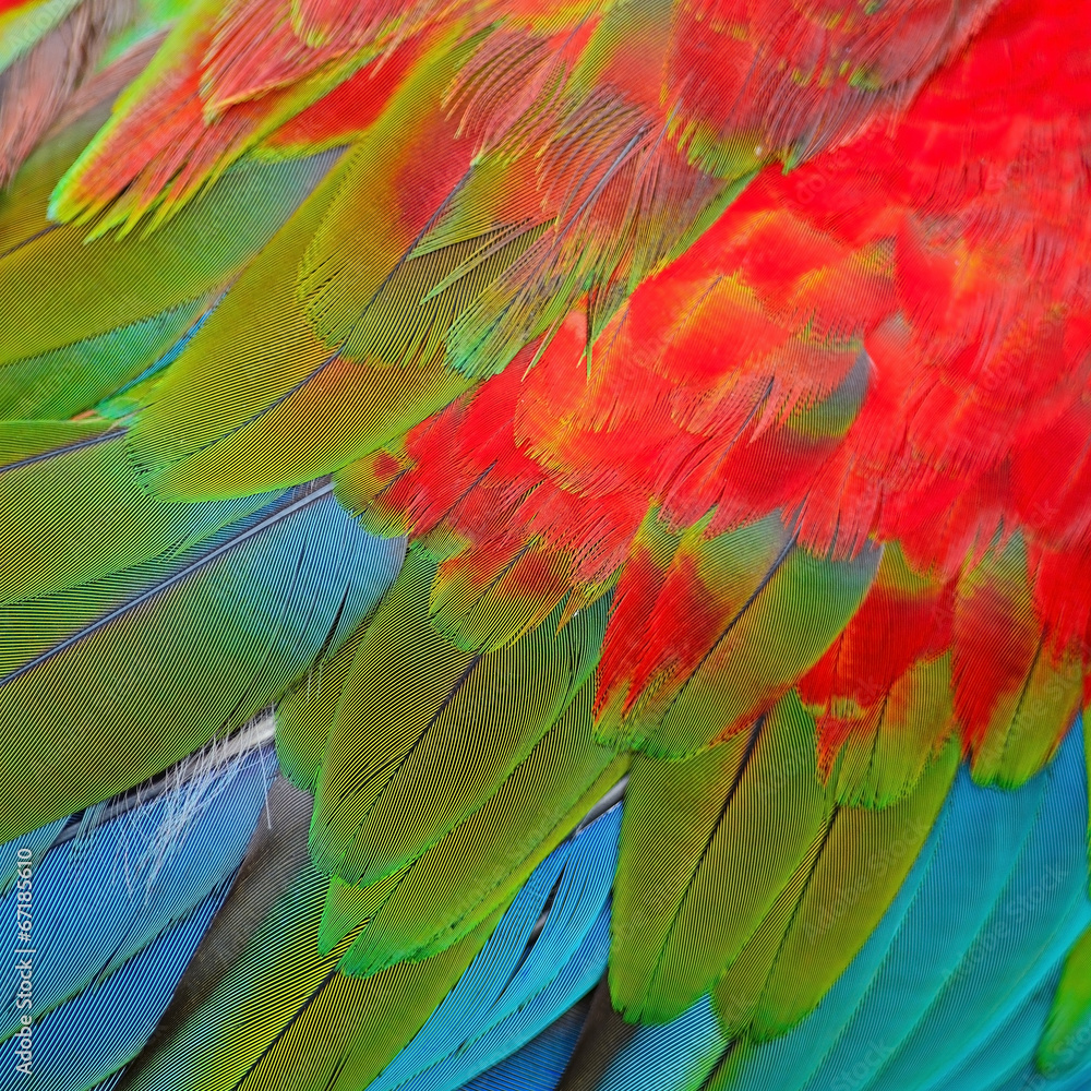 Obraz premium Greenwinged Macaw feathers