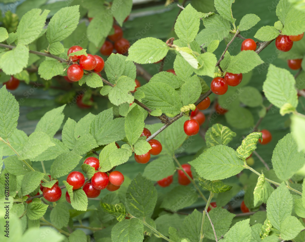 Cherry berries on the branch in the garden Cherry berries on the branch in the garden