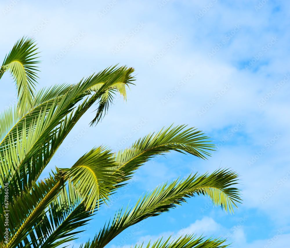 Palm branches against blue sky