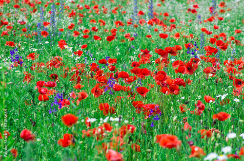 poppy flowers