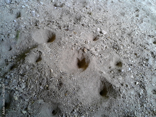 Zahlreiche Fangtrichter von Ameisenlöwen im Sand