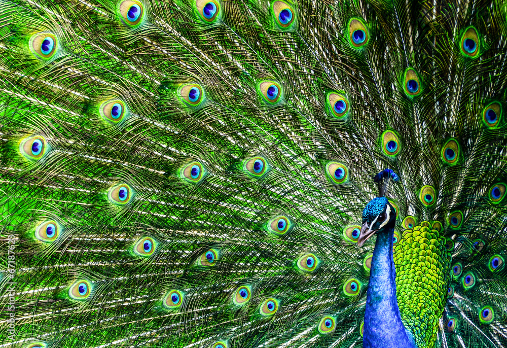 Fototapeta premium Peacock with beautiful multicolored feathers