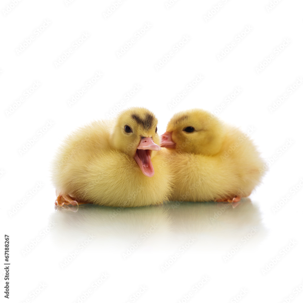 duckling duckling