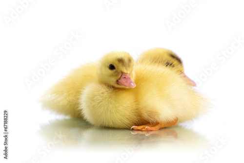 duckling