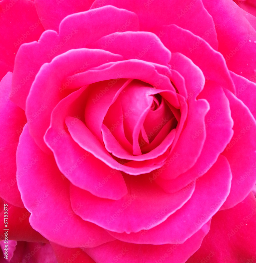 Pink rose macro shot Pink rose macro shot