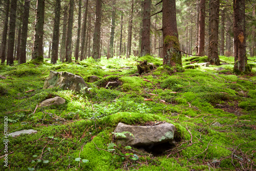 Old fairy forest with moss and stones on foreground