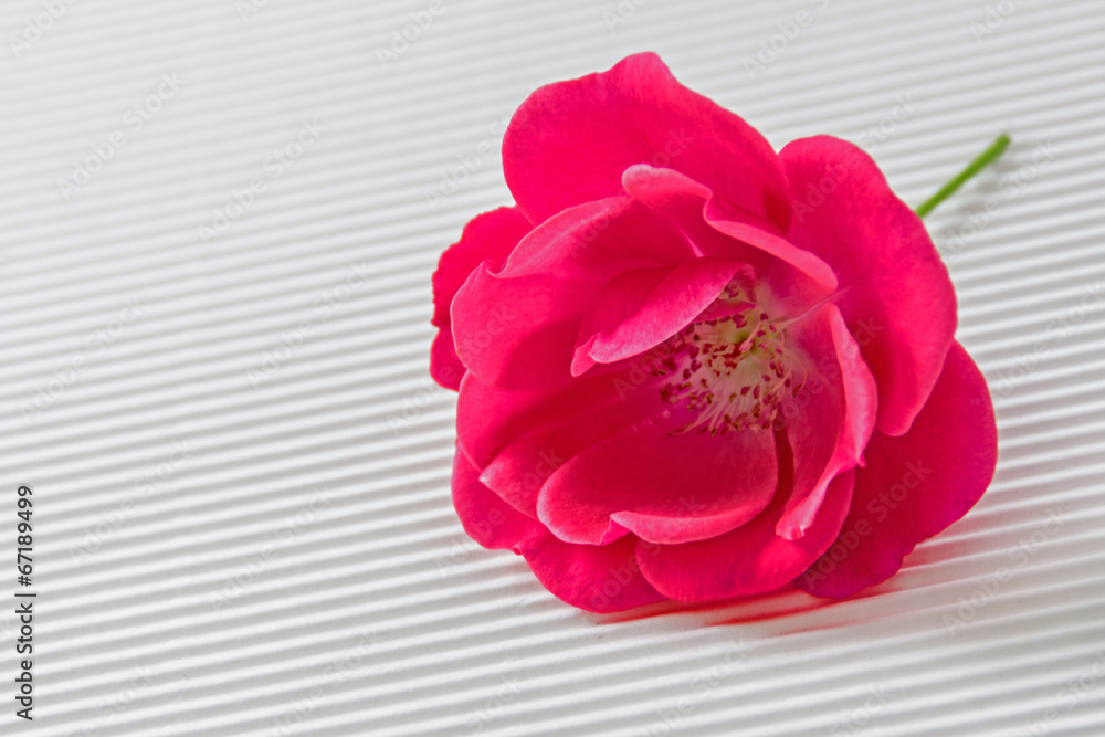 Fototapeta premium Rose