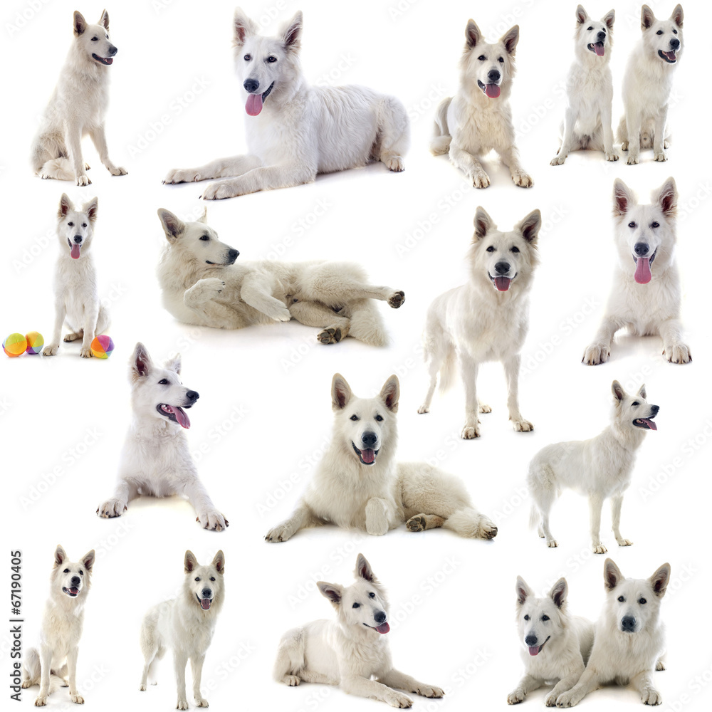 Swiss shepherd Swiss shepherd