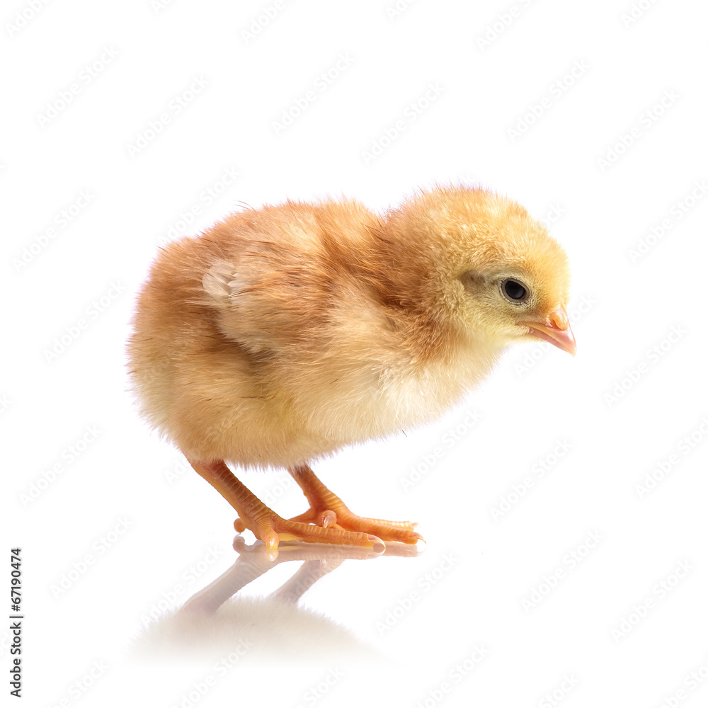 Obraz premium Cute little chicken