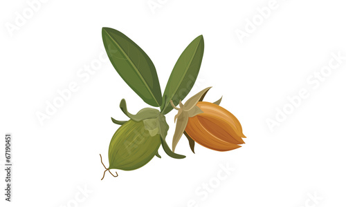 jojoba