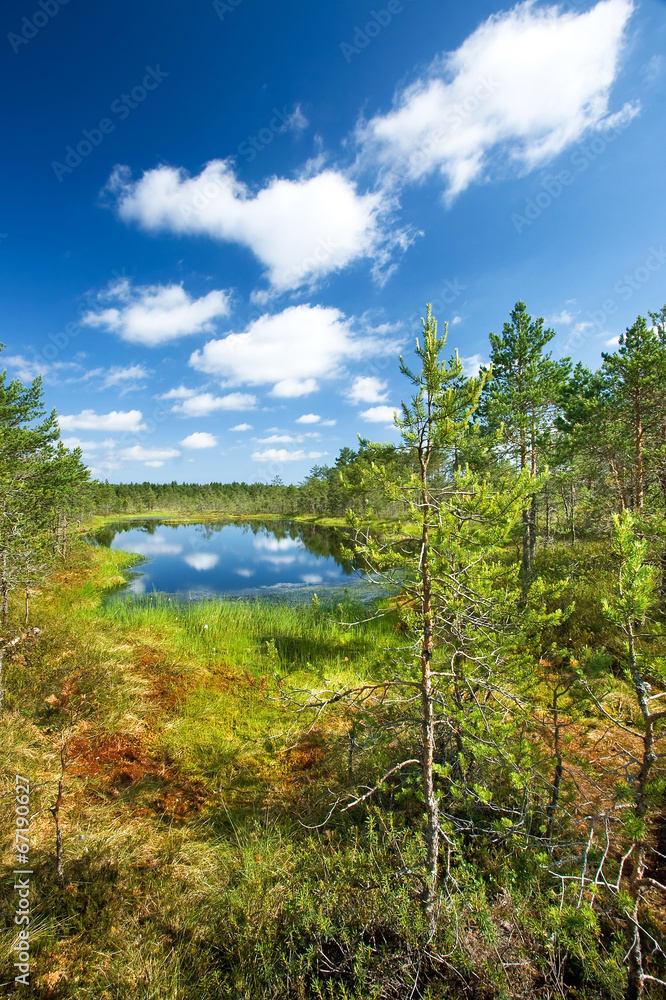 Viru bogs at Lahemaa national park