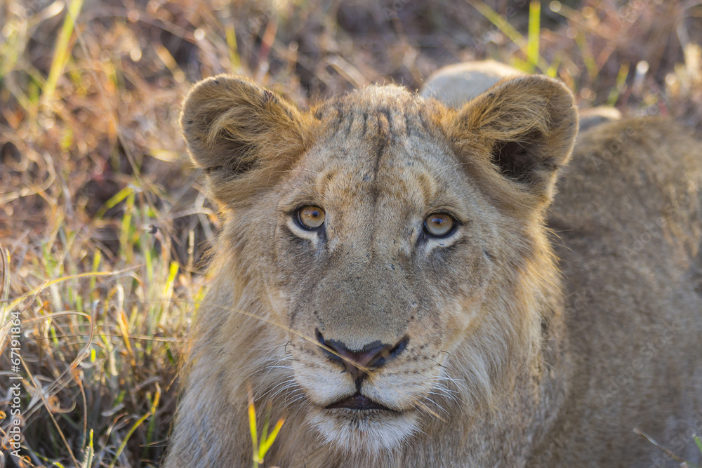 Obraz premium Portrait of a young lion lying in the grass