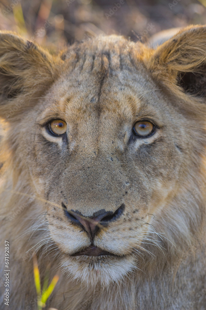 Obraz premium Portrait of a young lion's face
