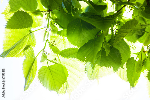 Dekoracja na wymiar  green-leaves-of-the-lime-tree-in-the-sunshine