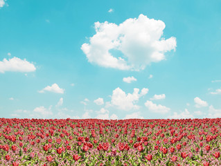 Wandcirkels Tulp Rode tulpen onder blauwe hemel  © irishmaster