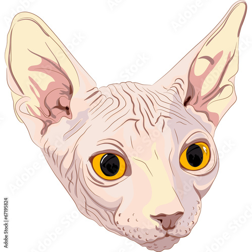 vector sketch the cat breed Sphynx