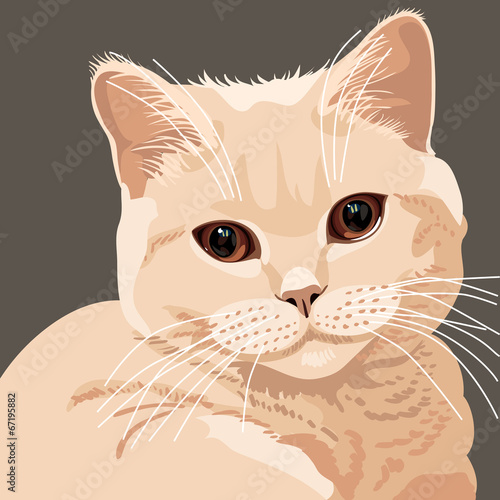 vector view of british lilac cat closeup