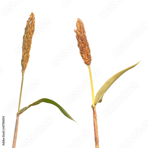 Wild maturing millet isolated on white background