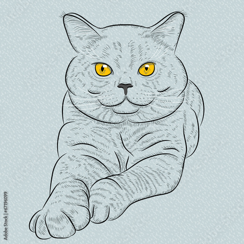 Vector British shorthair blue cat lies and looks