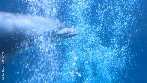 A bottlenose dolphin swimming in a aquarium