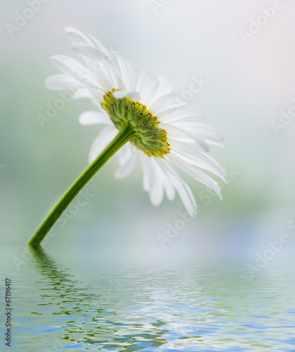 Fototapeta Naklejka Na Ścianę i Meble -  Chamomile reflected in water surface.