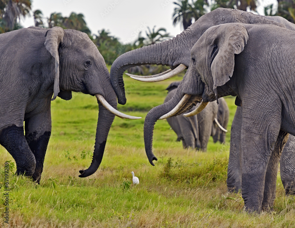 Fototapeta premium Kilimanjaro elephants