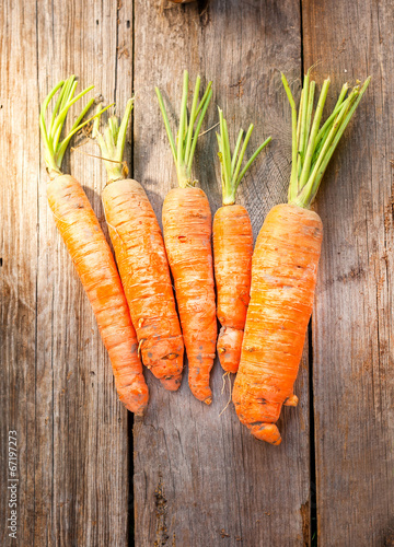 organic homegrow carrot photo
