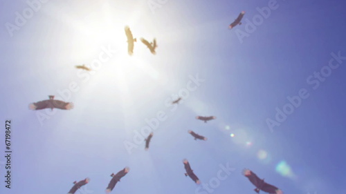 Ominous view of vultures circling overhead on a hot sunny day.
