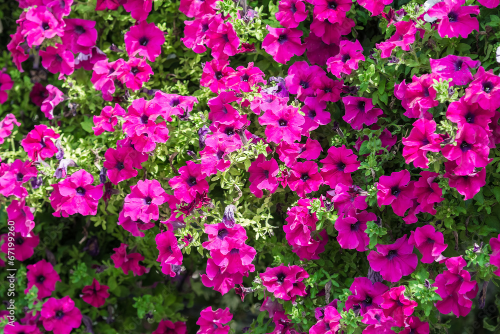 Purple Petunia Flowers Summer Blossom