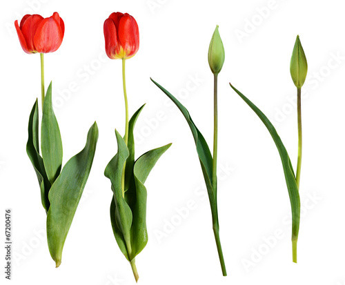 Fototapeta Naklejka Na Ścianę i Meble -  Red tulip flowers