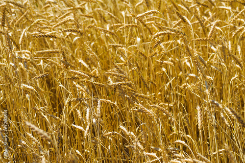 cereals field backgrounds of wheat