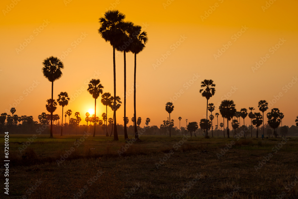 Sugar palm and rice filed during sunset