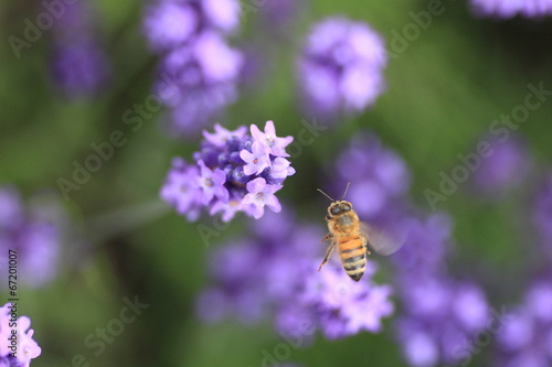 ラベンダーと蜜蜂 © KJ07