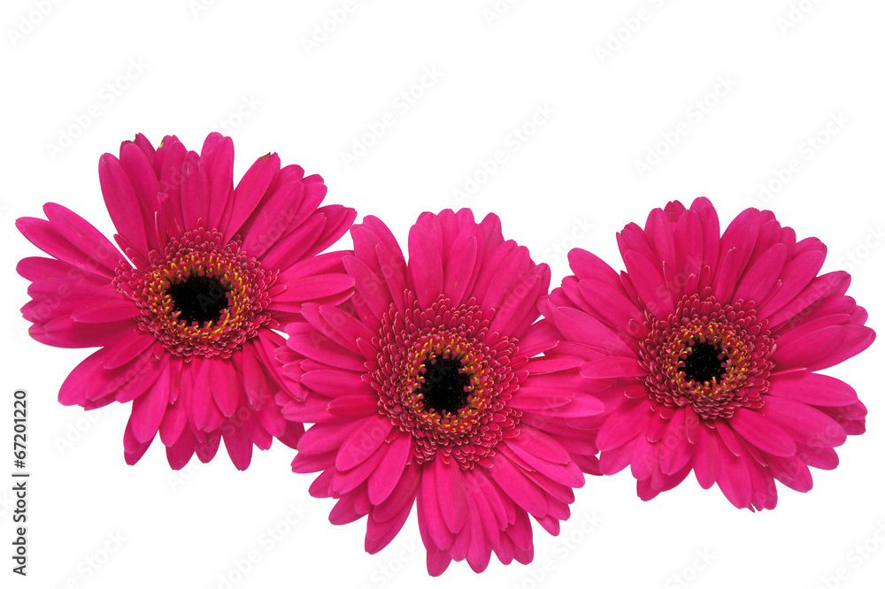 Pink gerbera flower, isolated on white.