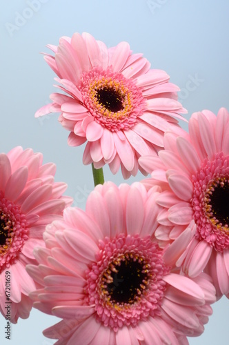 Close up of pink flower