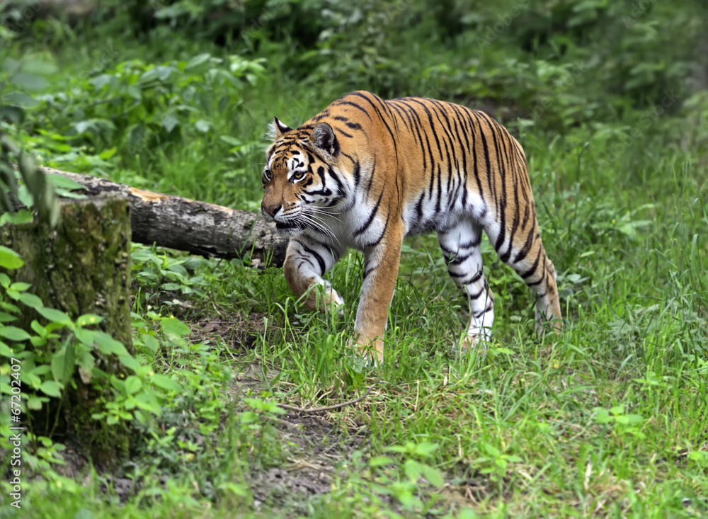Amur tiger