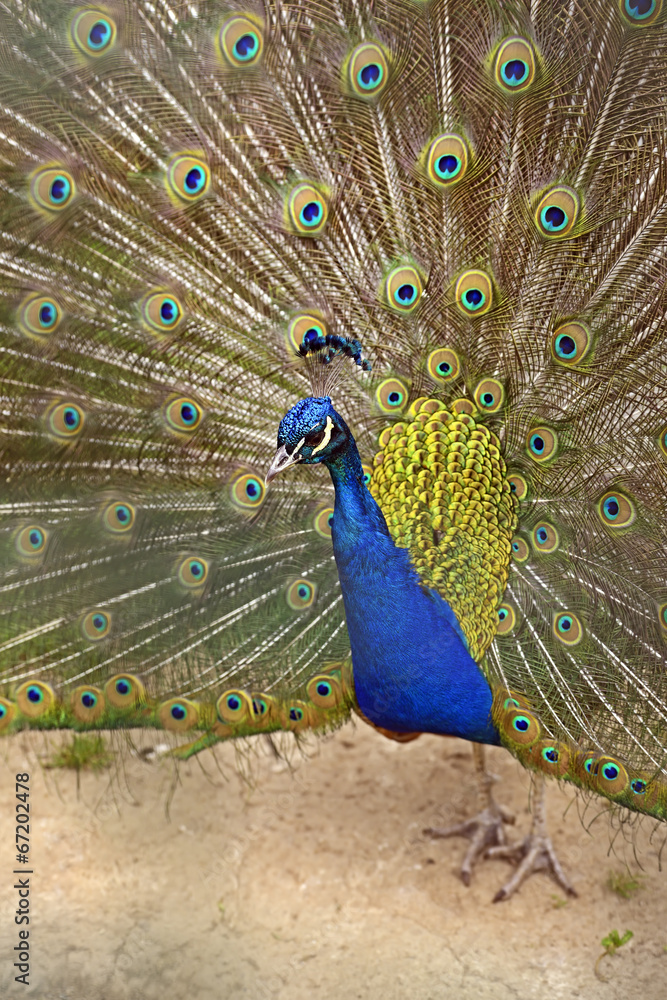 Obraz premium Peacock