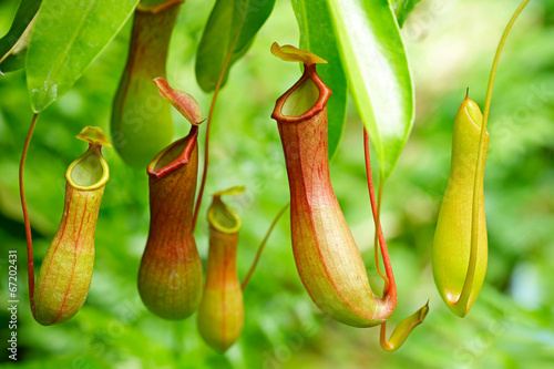 Photographie Nepenthes tropical carnivore plant