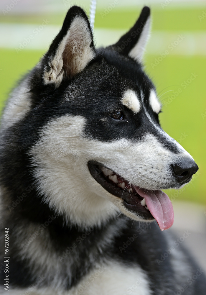 Husky at the dog show in the spring