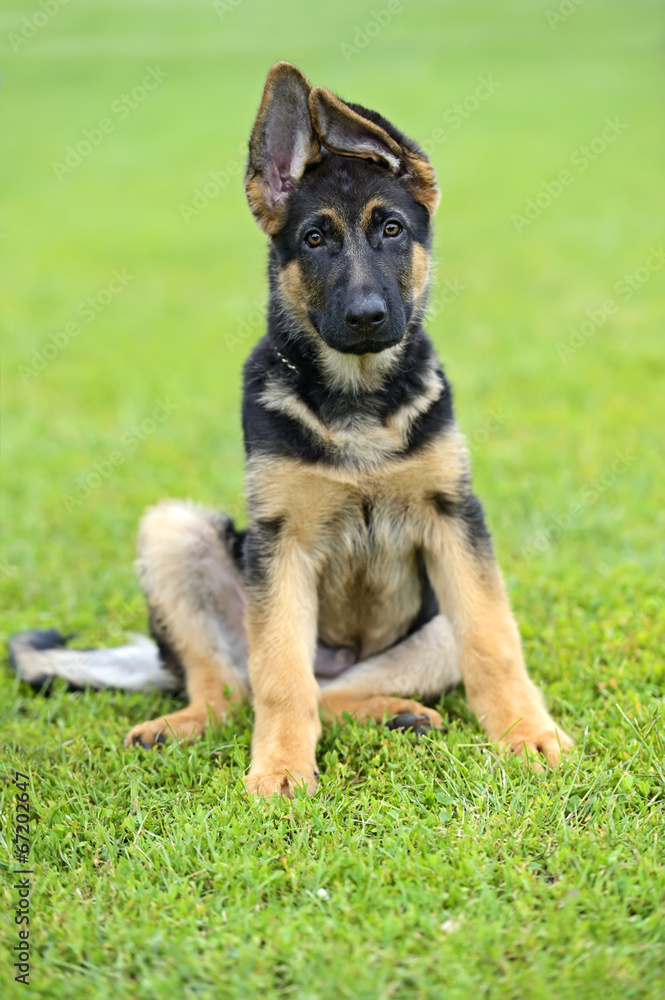 German Shepherd German Shepherd